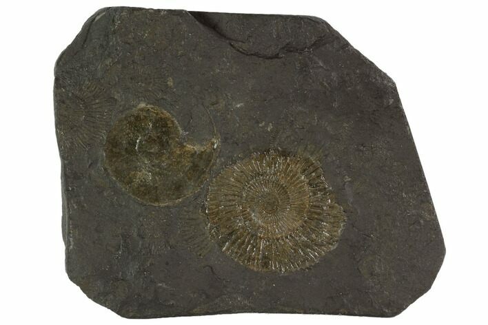 Dactylioceras Ammonite Cluster - Posidonia Shale, Germany #100263